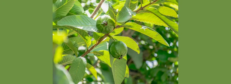 Fact-check: Guava leaves cannot cure tumours