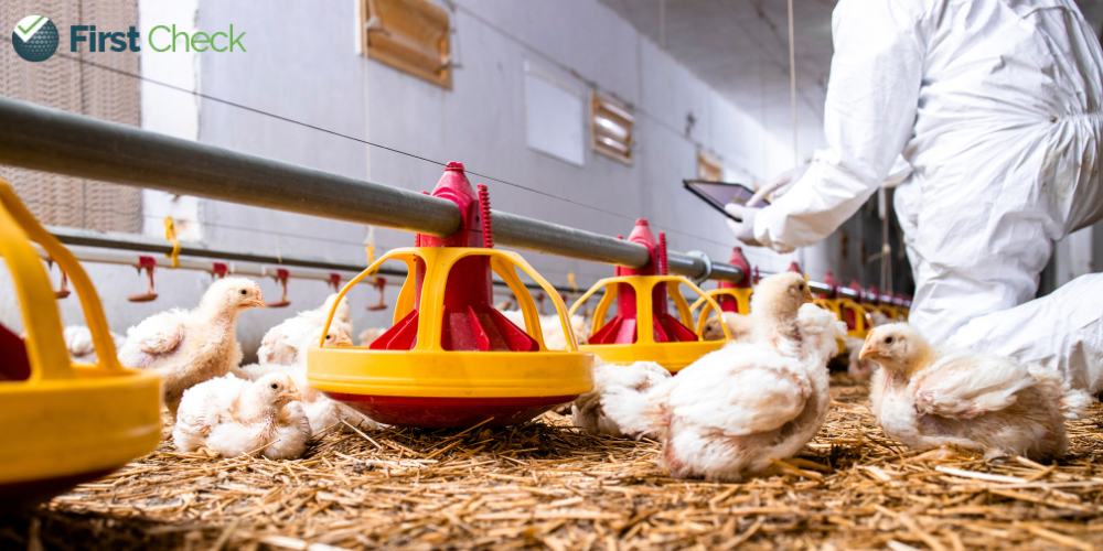 Explainer: Can humans get avian flu?