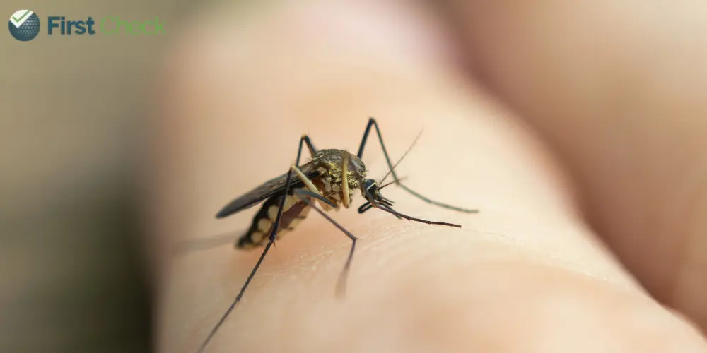 Explainer: What is Japanese Encephalitis?