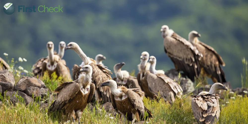 Decline in vulture population causes half a million premature human deaths: Study