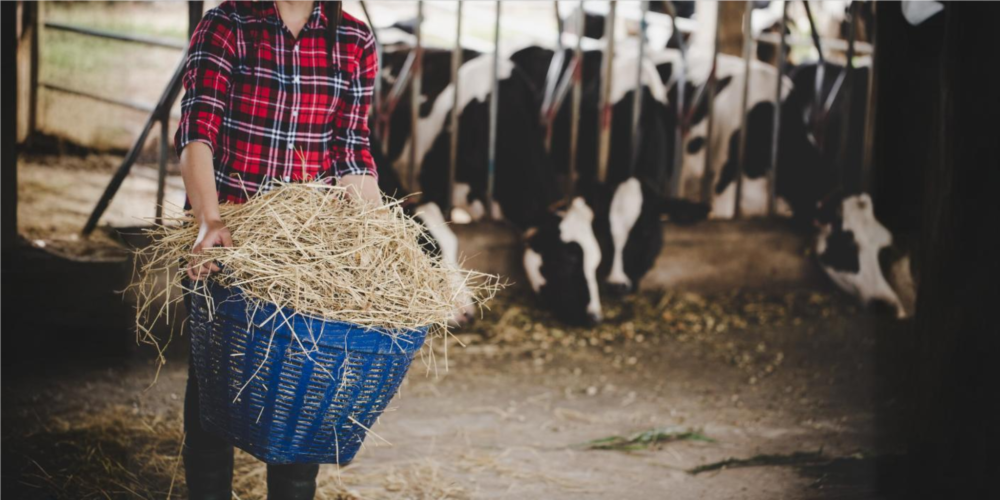 FACT CHECK: Can cleaning a cowshed cure cancer, and stroking a cow’s back lower blood pressure?