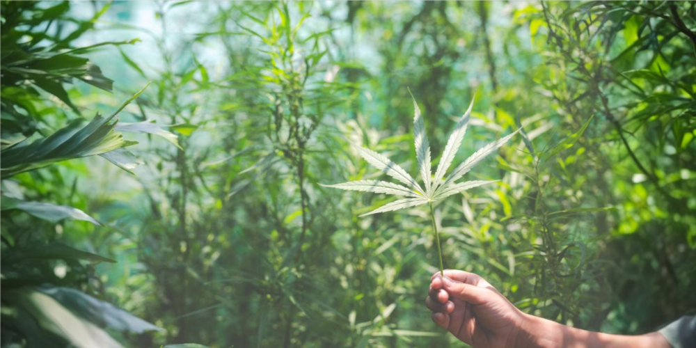 Study: Demand for cannabis as pain reliever spurs calls for reliable YouTube content