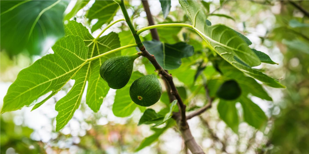 FACT CHECK: Are figs non-vegetarian due to wasp pollination?