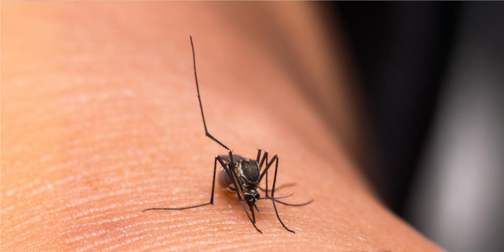 India exits WHO’s high-burden malaria list, aims for zero cases by 2030