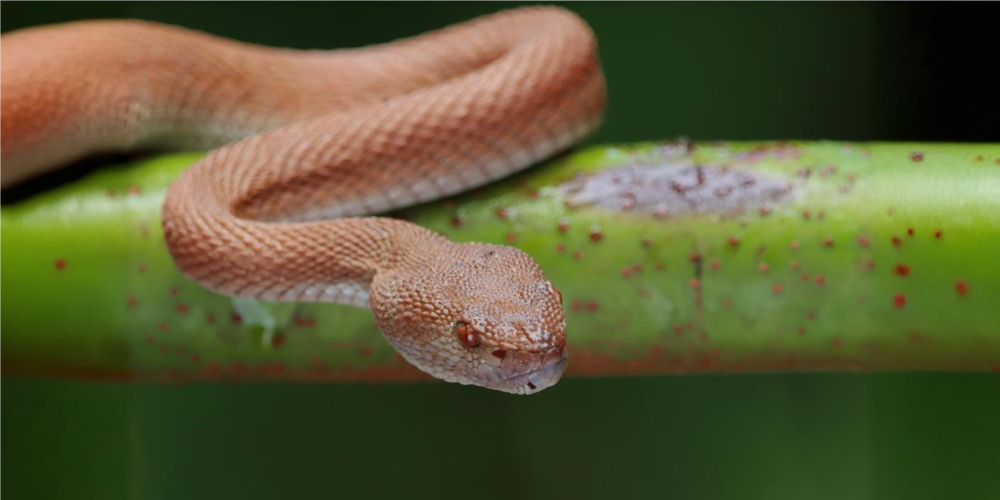 India mandates snakebite reporting amid 50,000 annual deaths