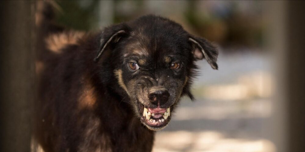 FACT CHECK: Can traditional remedies like applying chilli, onion juice prevent rabies after a dog bite?