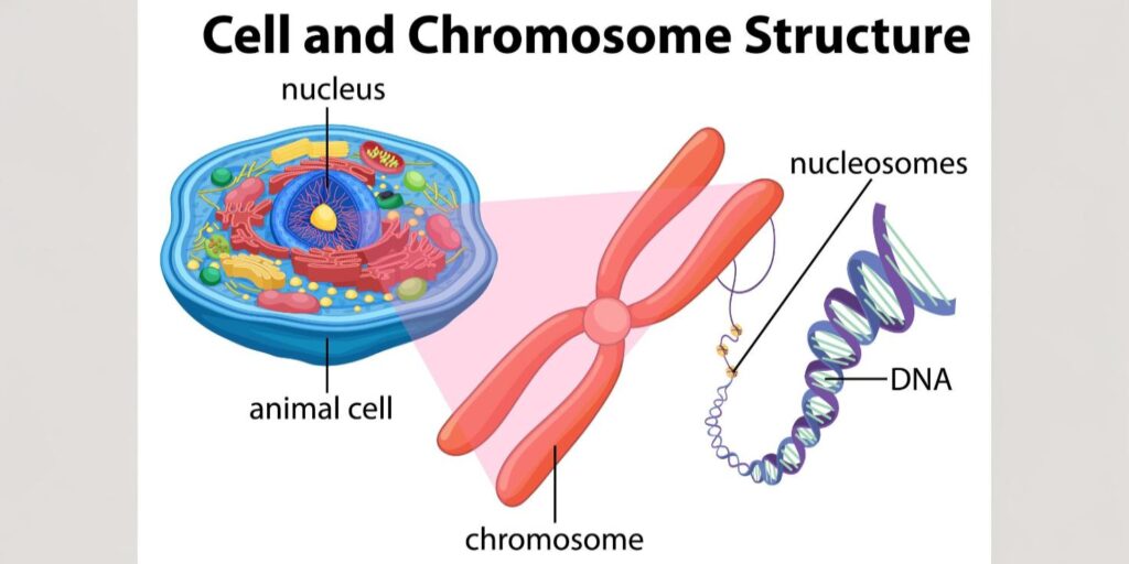 cells

