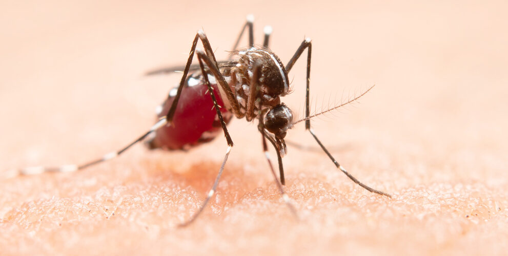 Dengue