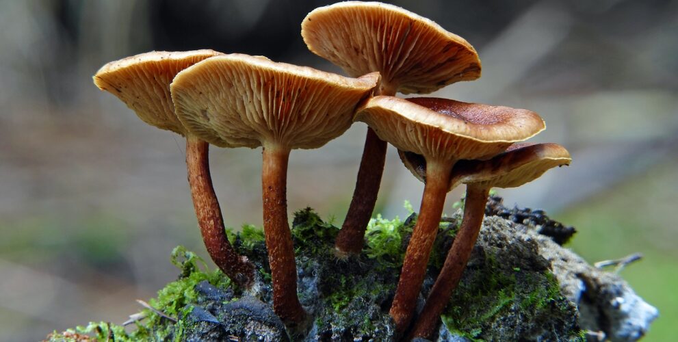 fungi