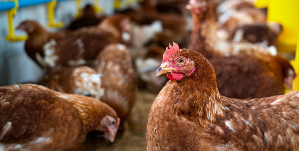 poultry