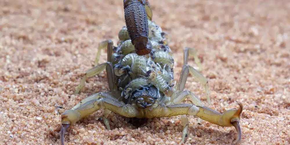 From sting to cure? Scorpion venom offers hope against breast cancer