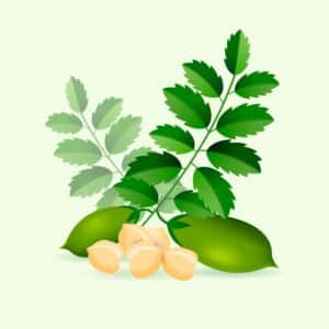 moringa