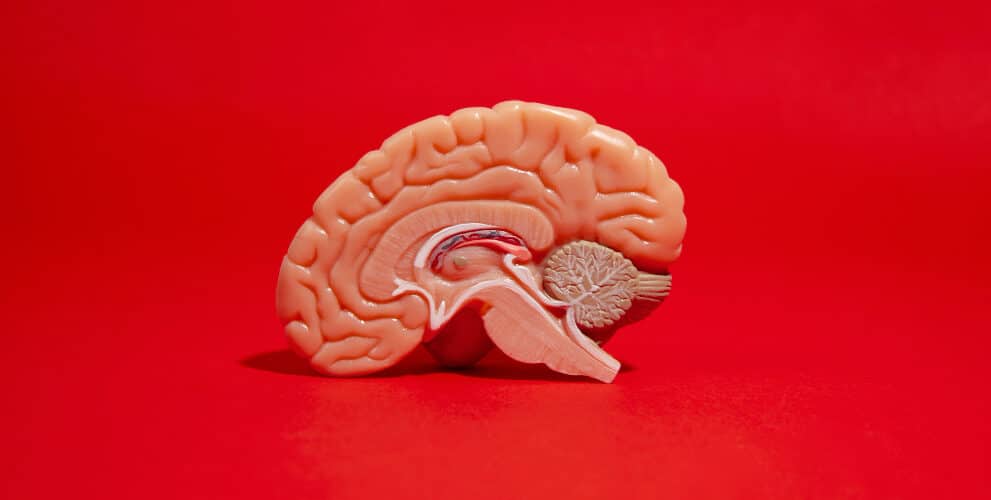 brain