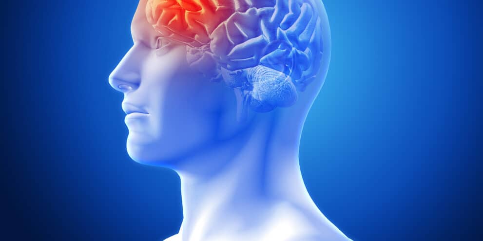 brain
