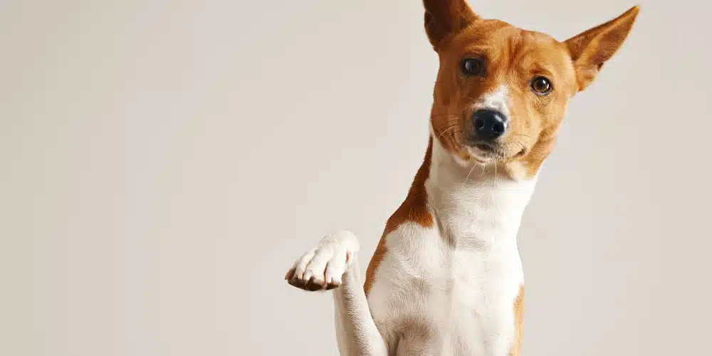 Does relocating vaccinated stray dogs truly worsen rabies outbreaks and public health?