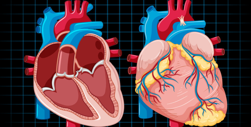 heart