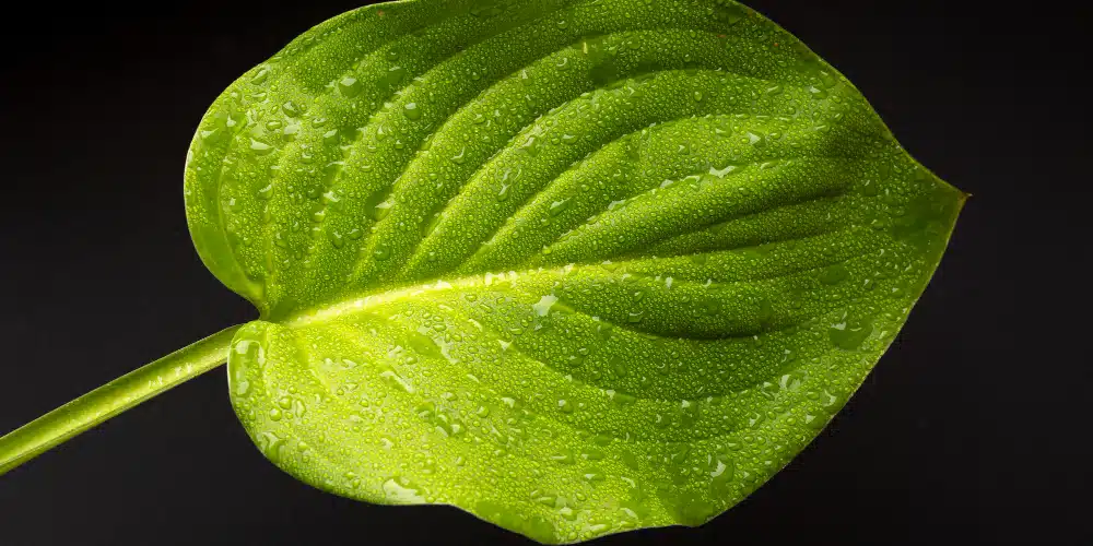 FACT CHECK: Is Betel leaf really a hidden health gem for digestion, weight loss, and chest congestion? 