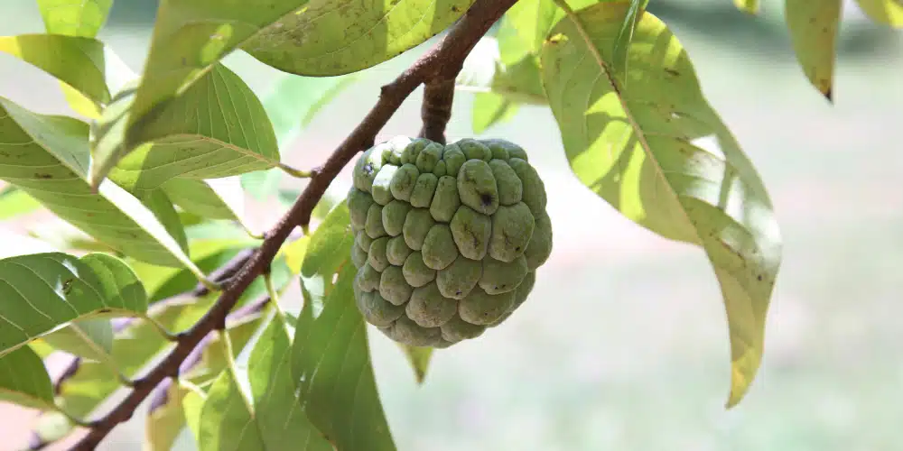 Fact Check: Can jackfruit really ‘heal’ diabetes, thyroid, and hormonal issues? Experts weigh in