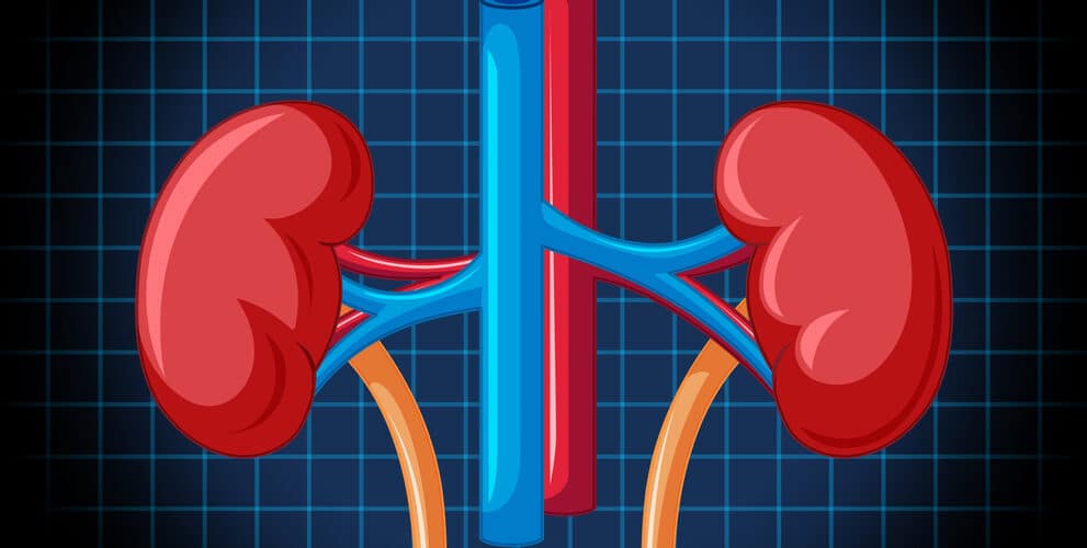 kidney