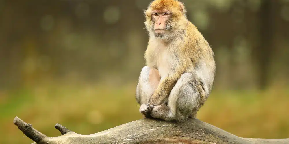 Explained: Are monkey bites a public health emergency in India?