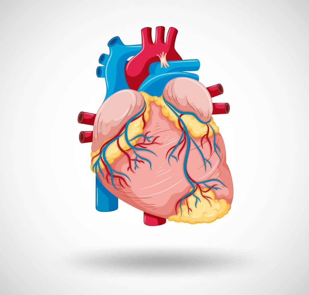 heart