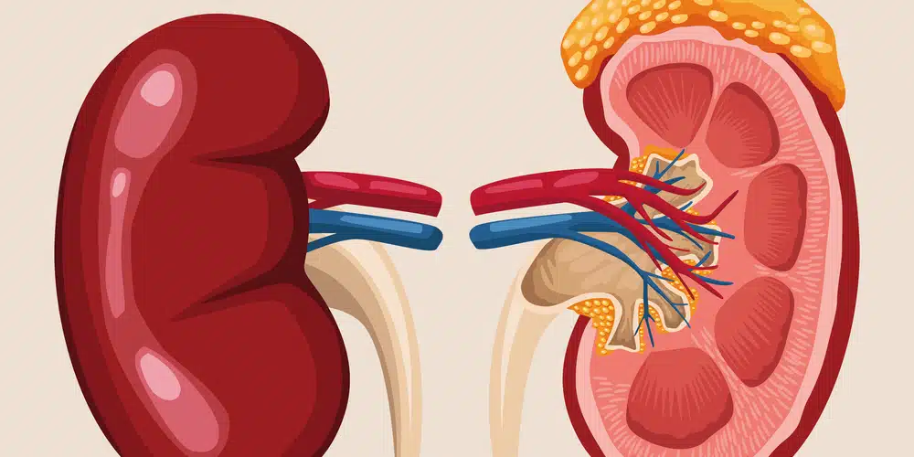 How heat dehydration and pollution are impacting kidney health in India