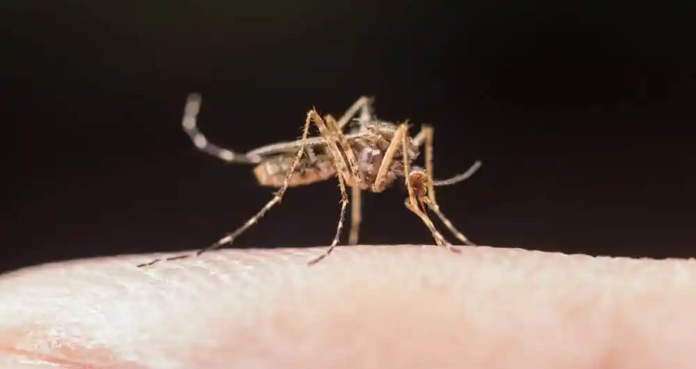 India approves first dengue vaccine for people aged 4-60