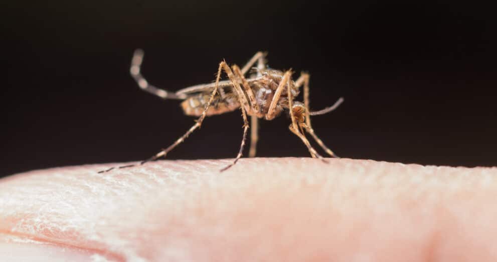 dengue