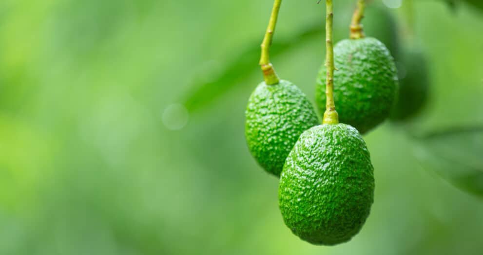 avocado