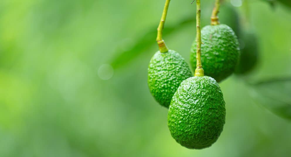 FACT CHECK: Is avocado toast making you gain weight despite its healthy image?